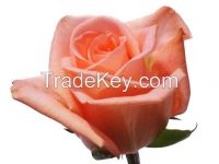 Fresh Cut Roses from Kenya