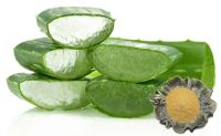 Aloe Vera Extract