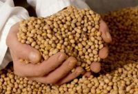 SOYA BEAN , SOYA BEAN MEAL ,ARGENTINA / BRAZILE.