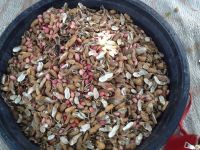 RED &amp; LIGHT BROWN SKINNED COLOUR GROUNDNUTS