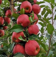 New Fresh Fruits Red FUJI Apples For Export