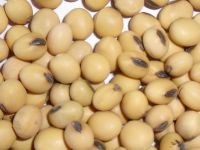 Soybeans ,Non gmo yellow soybean ,soya bean seed