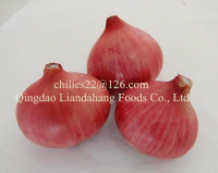 Authenticated Gap/ Sgs New Crop Fresh Shallot Onion