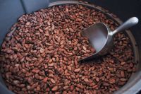 cocoa  beans