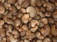 Agriculture &gt;&gt; Nuts &amp; Kernels &gt;&gt; Cashew Nuts