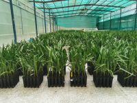 Tissue Culture Date Palm Plants