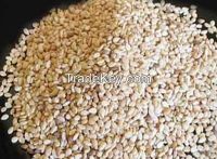 Sesame Seeds