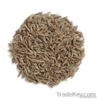 High Quality Cumin Extract