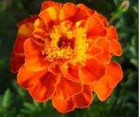 Marigold Oleoresin