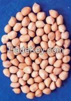 Groundnut Kernels