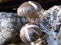 lentinus edodes extract 10%-50%