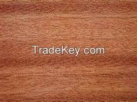 African Mahogany