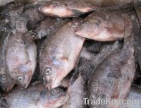 Tilapia Whole Round