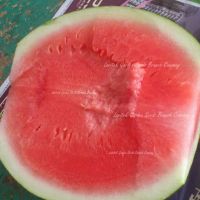https://cn.tradekey.com/product_view/100-Seeds-Big-Long-Seedless-Watermelon-Heirloom-Aspermous-Sweet-Melon-Seeds-Pipless-Watermelon-7094478.html