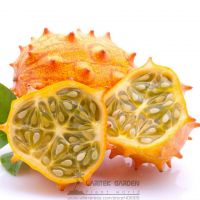 20pcs Rare Delicious Organic Kiwano Melano Cucumis Metuliferus African Horned Cucumber Fruit Melon Seeds 