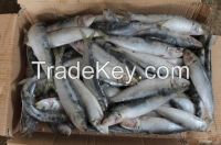 Frozen Sardine Fish