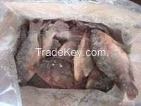 Frozen Tilapia Fish