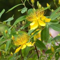 100% natural St. John's wort Extract