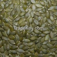 Chinese Pumpkin Seeds Kernel for Exporting