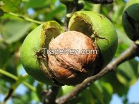 Chinese Walnuts in Shell