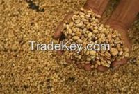 Arabic Coffee Beans   
