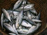 Tuna Seafood