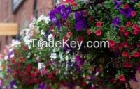 FLORAL WATER - ROSE GERANIUM