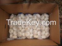 offer fresh pure white garlic From China