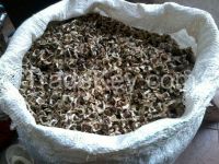 Moringa seed