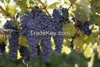 Grapes