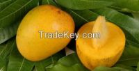  Mabrouka MANGOS