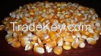 Yellow Maize