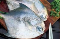 Fish (Pomfret)