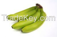 Green Cavendish Banana