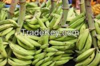 Plantain