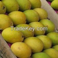 Fresh Mangoes From India