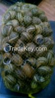 Escargot - Helix Aspersa Maxima