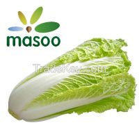 Cheap High Quality Fresh Chinese Cabbage from Hebei (China) (Wholesale)