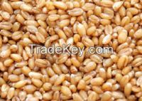 wheat 