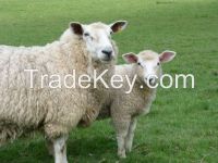 Livestock Quality Lamb