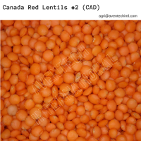 Red Lentils #2 - Canada Red (CAN)