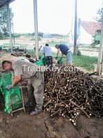 Fresh Gourmet Horseradish Roots 2014 Crops