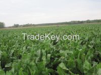 Fresh Gourmet Horseradish Roots 2014 Crops