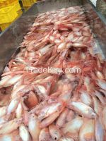 Supply Frozen Seafoods