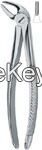 Lower Incisors And Canines 4    PD
