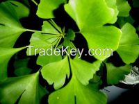 Ginkgo Biloba Extract