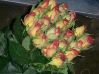 Rose Cut Flower