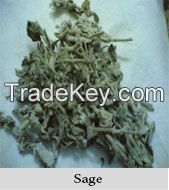 Sage