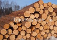 pines sylvestris logs