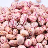 KIDNEY bean, Long Shape Kidney Bean, Round Shape Kidney Bean